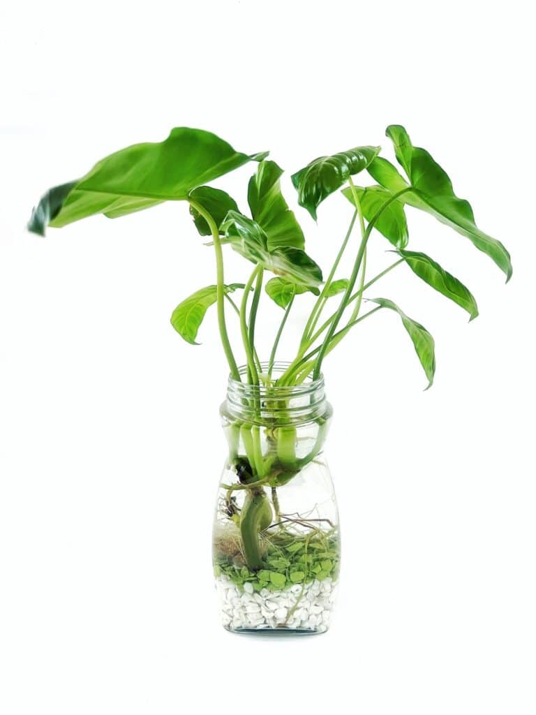 Philodendron with vase